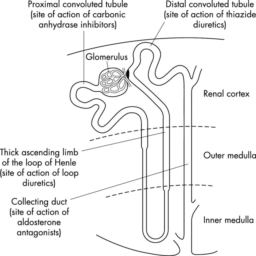 Nephron: The Functioning Unit of The Kidney | Interactive Biology, with ...