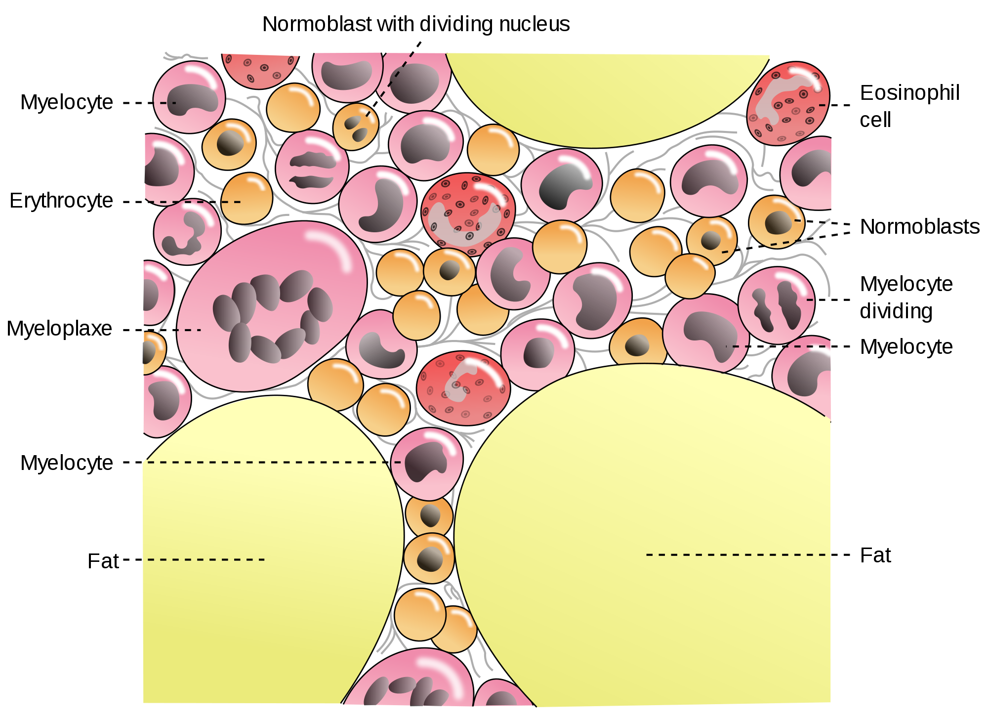 Formation Of Rbc Erythropoiesis: Formation of Red Blood Cells