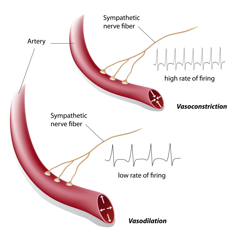 Blood Pressure Regulation at a Glance: How Determinants Affect Blood ...