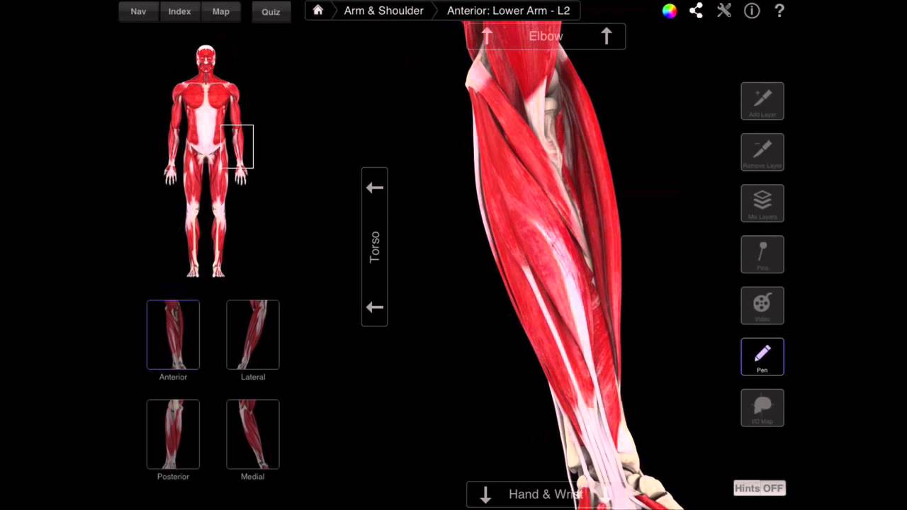 105 The Superficial Muscles Of The Anterior Compartment Of The Forearm 