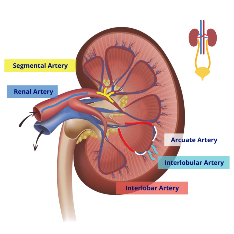 The Blood Supply To The Kidneys Interactive Biology With Leslie Samuel