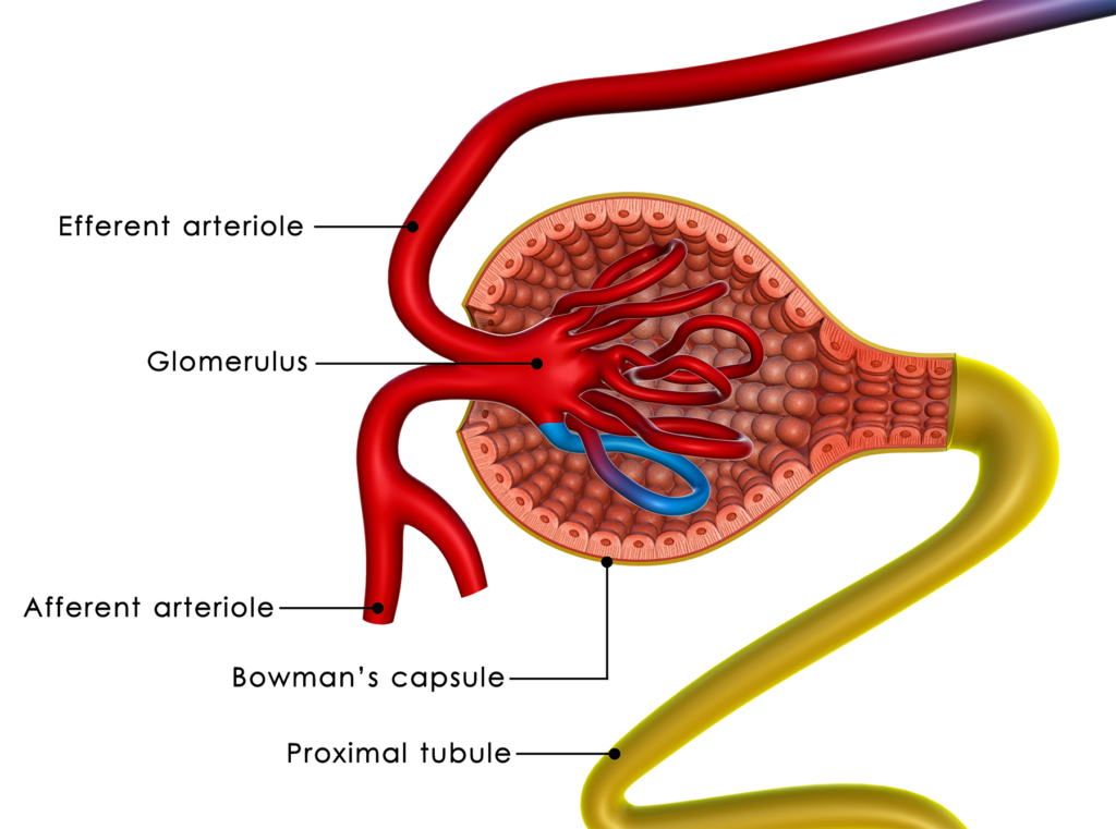 The main parts of the Renal Corpuscle are the Glomerulus and the Bowman's Capsule
