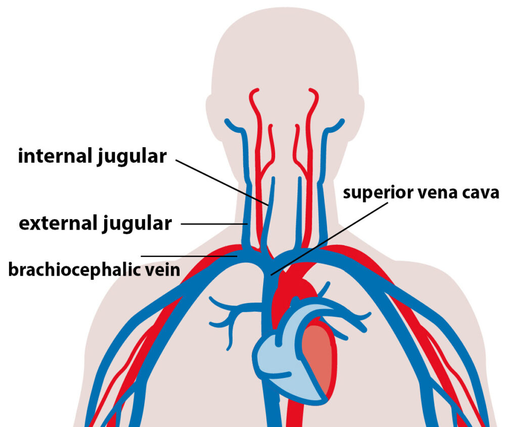 The venous drainage from the head to the heart.