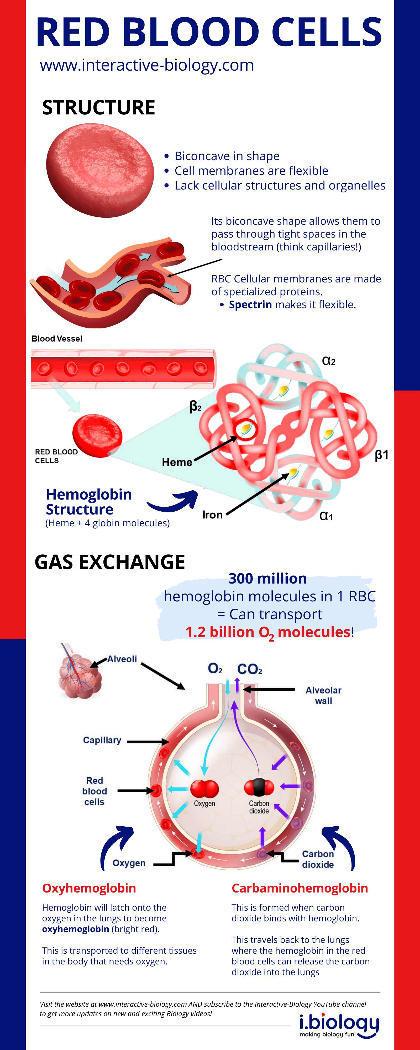 Red Blood Cell Structure Red Blood Cell Structure
