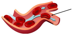 The Structure and Function of Red Blood Cells a.k.a. Erythrocytes ...