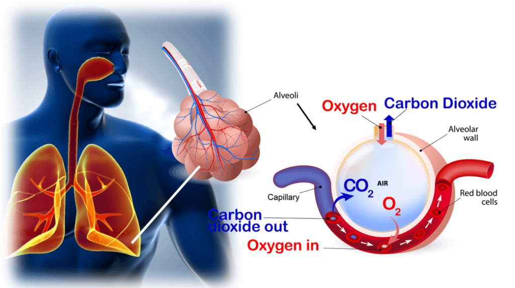 Blood transports Carbon dioxide back to the lungs for excretion.