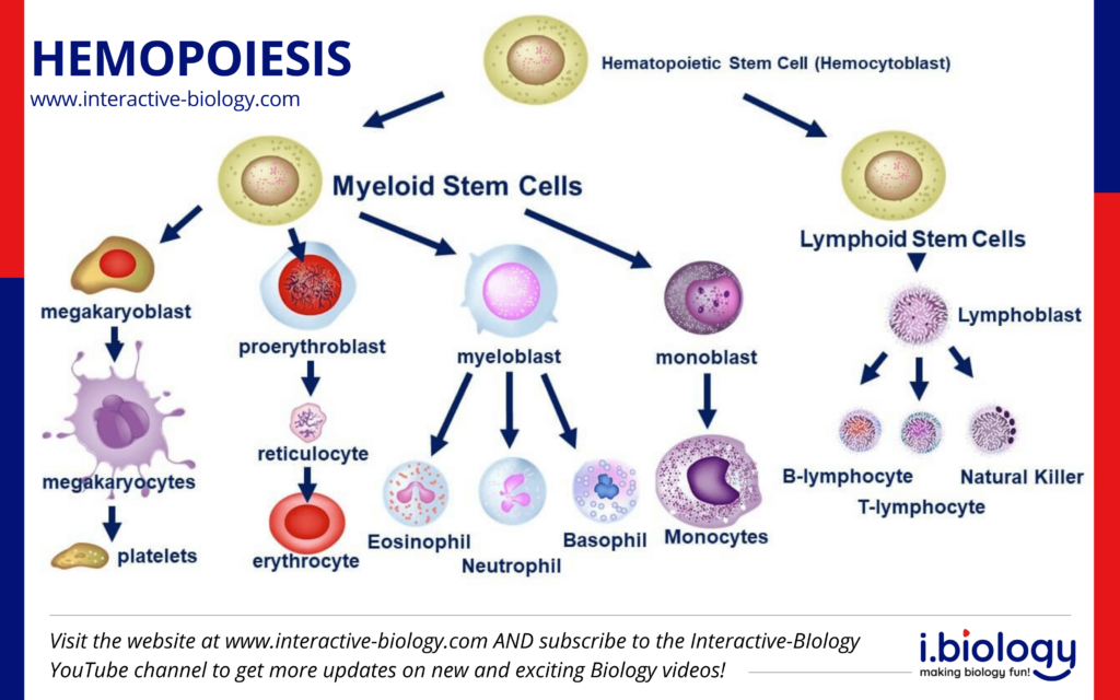 Hemopoiesis. The different blood cells and their precursor cells.