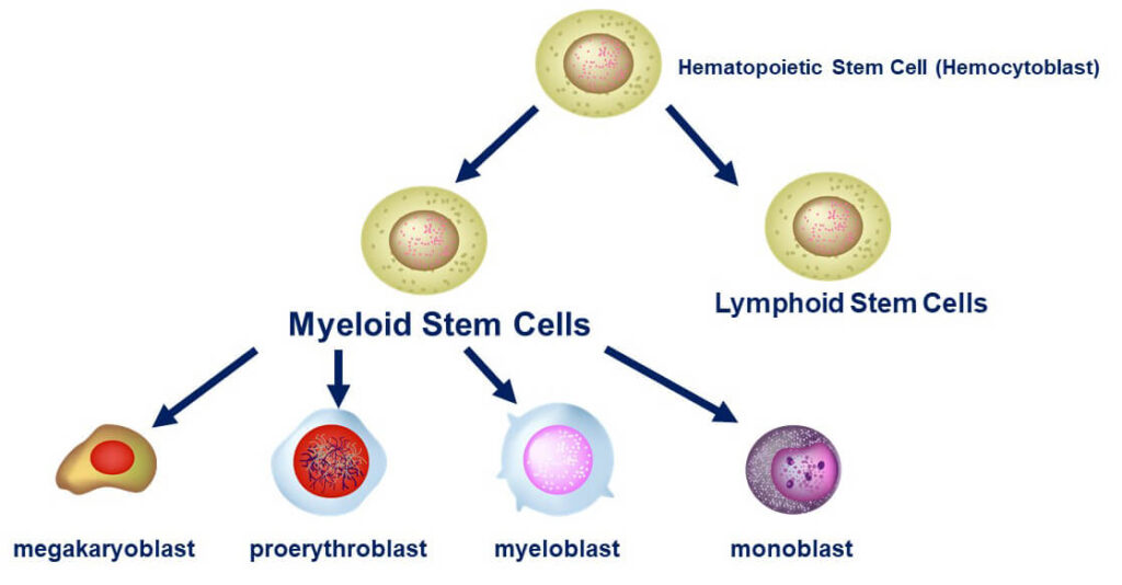 Myeloid Stem Cells differentiate to become megakaryoblasts, proerythroblast, myeloblasts, and monoblasts.