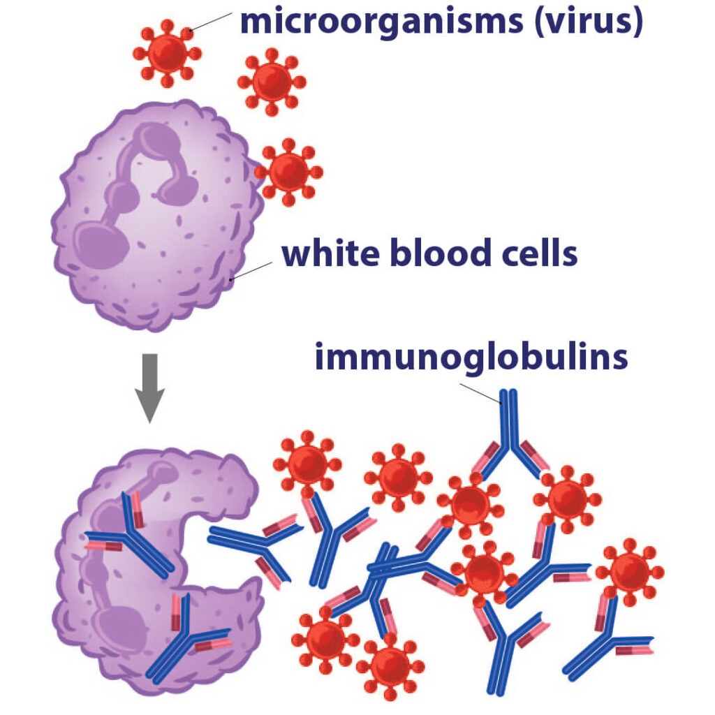 Immunoglobulins or antibodies help fight off foreign organisms in the body.