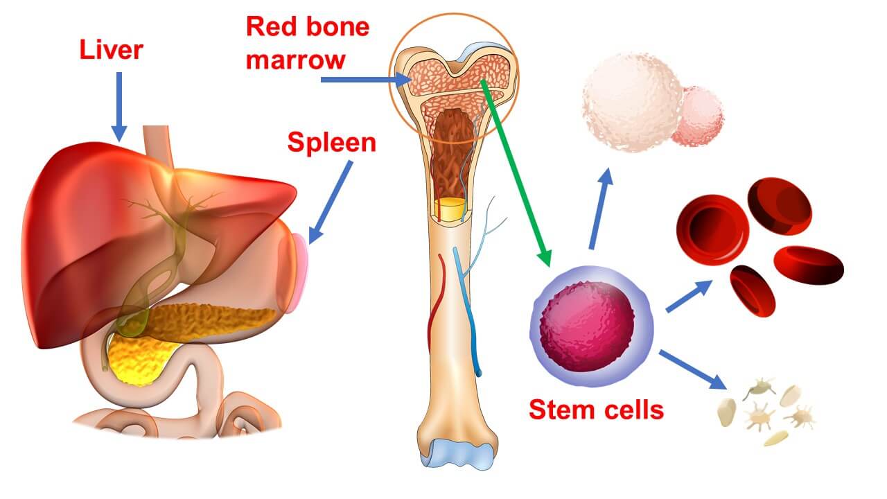 Hemopoiesis How Blood Cells are Made Interactive Biology with