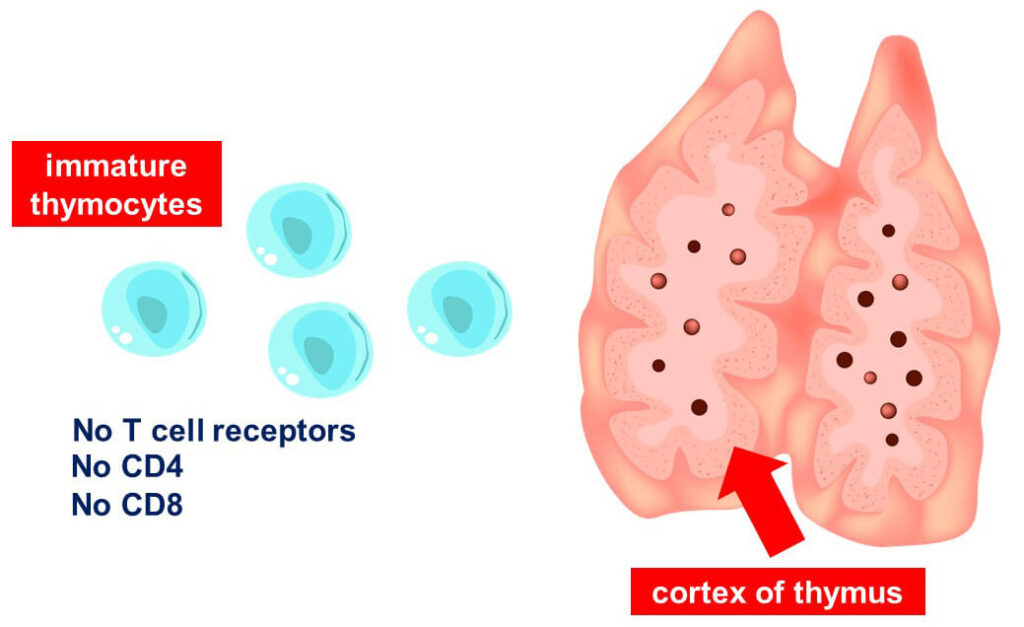 Immature thymocytes go to the thymus to develop into fully mature T cells. Not all of them will make it though. Some are destroyed by apoptosis during the development and maturation process.