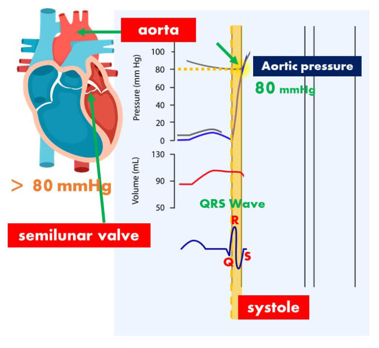 052 The Cardiac Cycle | Interactive Biology, with Leslie Samuel